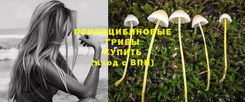 Псилоцибиновые грибы Psilocybine cubensis  Кремёнки 